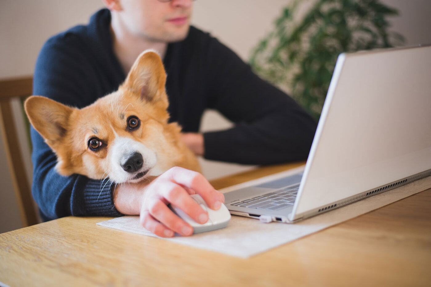 Зоопсихолог фото. Зоопсихолог картинки. Зоопсихолог. Office worker with a Dog.